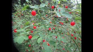 Picking Huckleberries on Salt Spring Island [upl. by Yrgoerg527]