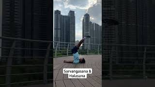 SARVANGASANA amp HALASANAyoga yogapractice yogasana motivation motivational antiaging [upl. by Krigsman494]