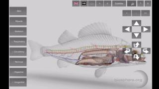 3D Fish Anatomy App for Mobile Devices [upl. by Segroeg]