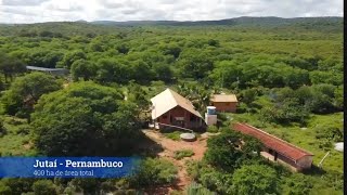 FAZENDA A VENDA LOCALIZAÇÃO JUTAÍ LAGOA GRANDEPE 87996456741 [upl. by Seluj5]