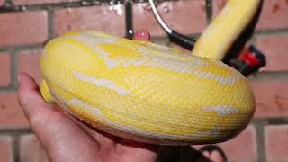 4 Year Lavender Tiger Reticulated Python Update [upl. by Yhtac293]