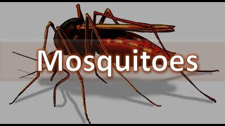 How to identify Mosquitoes  Anopheles Culex Aedes and Mansonia spp Medical Entomology [upl. by Spiegleman622]