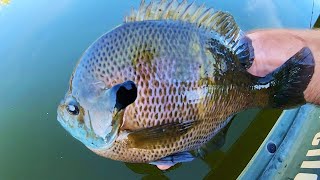 Fishing for DINNER PLATE BLUEGILLS [upl. by Arik]