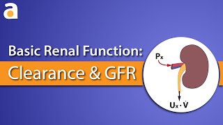 Basic Renal Function Clearance and GFR [upl. by Abdella]