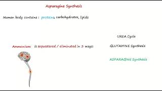 Asparagine Synthesis [upl. by Kaazi]