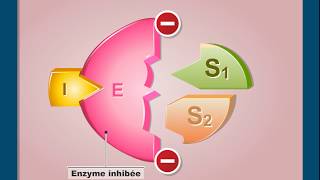 Questce que linhibition non compétitive dune enzyme [upl. by Chip927]