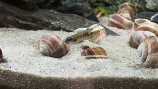 Stand vom 4 8 2024 220l Tanganjika AQ mit Lamprologus speciosus und Julidochromis transcriptus kissi [upl. by Ettegdirb306]