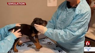 Local Veterinarian Talks About Signs Of Parvovirus In Dogs [upl. by Keheley]