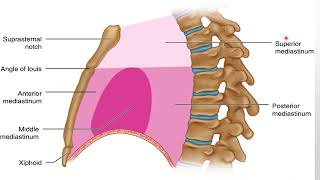 Anatomy of mediastinum and pericardium طب بنها [upl. by Roswald]