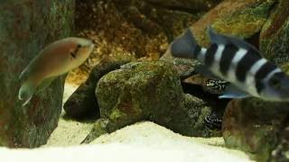 Neolamprologus brichardi vs julidochromis transcriptus [upl. by Regnig]