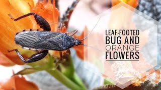 Leaffooted Bug and Orange Flowers [upl. by Karena764]