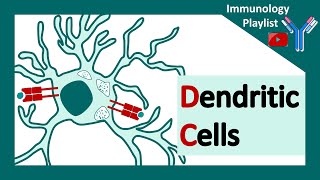 Dendritic cells  professional antigen presenter  Antigen presenting cell  Role of dendritic cells [upl. by Drarreg]