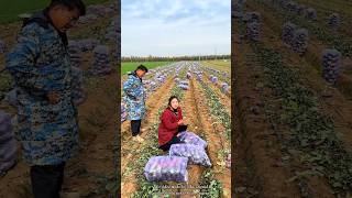 Lots of Organic Radish Harvest from Farm  High Yielding Radish Farm shorts satisfying [upl. by Yatnoed]