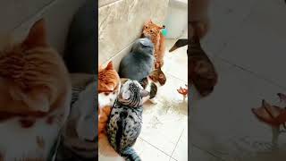 Cat funncats cuteanimals mytomcat youtubeshorts kitten kittencomedy kittenish catlover [upl. by Olen568]