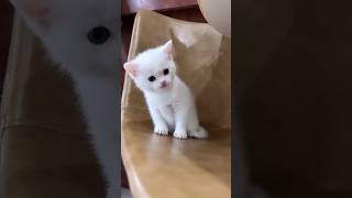 Kitten Sound To Attract Cats cat shorts trending viral [upl. by Nolyag]