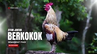 Suara Ayam Berkokok dipagi hari [upl. by Psyche]