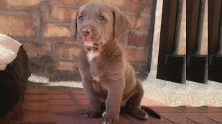 Cute Labrador Pup crying goes viral 110m Views on Tiktok Shorts [upl. by Tichon590]