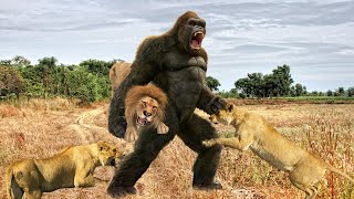 Baboons Chase And Attack Lions To Steal Lion Cubs Wild Animals Savage Rival Attack [upl. by Stieglitz670]