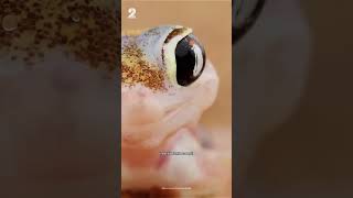 Les 5 plus beaux GECKOS du monde 😍🦎 [upl. by Serilda62]