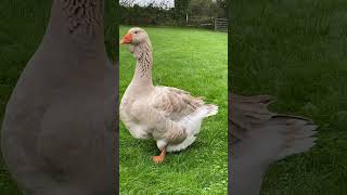 2 Handsome Dewlap Toulouse boys geese goose toulousegoose [upl. by Namlak510]