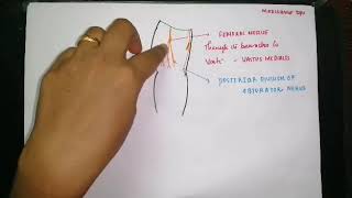 Knee joint part 5nerve supply [upl. by Osmen]