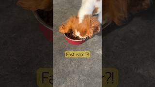 Fast Eater Feeding Tip Puppy Cavalier Dog Behavior Specialist Deb Nabb The Mutt Master Lucy Rescue [upl. by Aicelet]