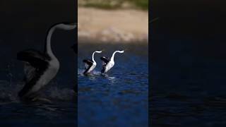 grebes walk on the water hehe waterbird Birds lake animalbire shorts youtubeshorts [upl. by Southard]