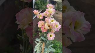 Lisianthus flower ko kaise lagaye  How to grow Lisianthus flower shorts ytshorts garden plants [upl. by Idnib648]