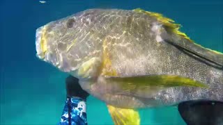 North QLD Spearfishing Vol 2 [upl. by Ardnossac]