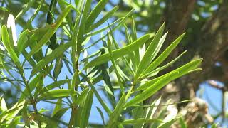 イヌマキ Buddhist pinePodocarpus macrophyllus [upl. by Haididej]