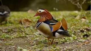 Mandarin Duck Aix galericulata ♂  Mandarinente Erpel [upl. by Ondrea]