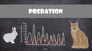 Predation  Animal Behaviour [upl. by Anrym]