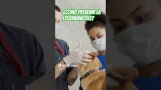 🚫Formas de PREVENIR la LEISHMANIOSIS consejosveterinarios zoonosis leishmaniosis [upl. by Ayerf675]