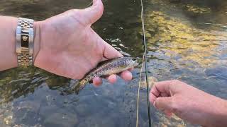 Fly Fishing in Colorado  Clear Creek [upl. by Tiff]