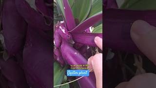 oysterplant flowers florida usa Tradescantia spathaceaalso called the oyster plant or boatlily [upl. by Ataeb]