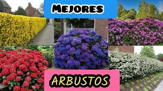 CERCOS VIVOS con Flores de bajo mantenimiento  Low maintenance shrubs [upl. by Denice452]