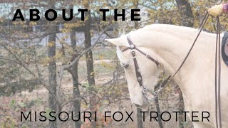 About the Missouri Fox Trotter  Gaited Horse Breeds  DiscoverTheHorse [upl. by Quartas62]