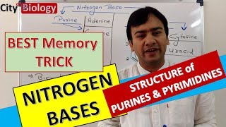 NITROGEN BASES  PURINES amp PYRIMIDINES  Best memory trick for NEETAIIMS PMT [upl. by Inaboy]