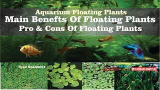 Benefits Floating Plants in Aquarium Frogbit salvinia Natans and Dwarf Water Lettuce [upl. by Alhak466]