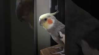 Piwi singing nonstop cockatiel [upl. by Edette186]