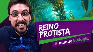 🦠 Microbiologia 35 Reino Protista  Biologia  ENEM [upl. by Tarra246]