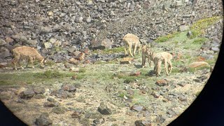 screwhorned goat markhor in hunza with telescope view [upl. by Polish477]