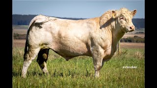 Elite Charolês  Lote 23  Tat21019  Camargo Agronegócios [upl. by Elsi]