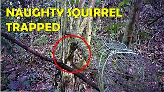 🔴CAUGHT ON CAMERA  The Moment Naughty Squirrel TRAPPED In A Trap  Catch amp Release [upl. by Jasmina]