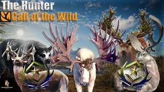 Lets Get this Fallow deer great one [upl. by Vanni]