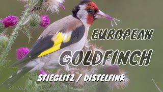 European Goldfinch Birds BirdSounds Godlfinch [upl. by Naitsirhc]