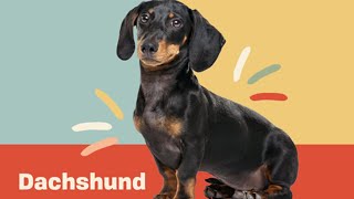 10 Fascinating Facts About the Dachshund  Dog Trivia  DAILY PAWS [upl. by Peirsen247]