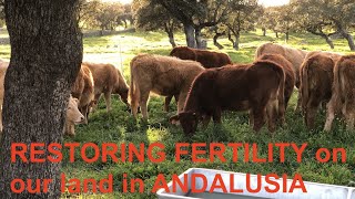 RESTORING FERTILITY on our land in ANDALUSIA [upl. by Manouch]