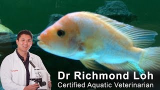 How much food should you feed your fish with fish vet Dr Loh [upl. by Eednahs]