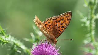 The dark green fritillary butterfly on pink thistle flower [upl. by Okeim]